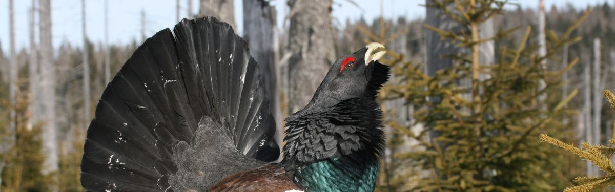 Auerhahn - Vorkommen im Bayerischen Wald