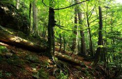 Urwald in der Rieslochschlucht