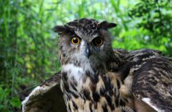 Sommer auch im Tierreich