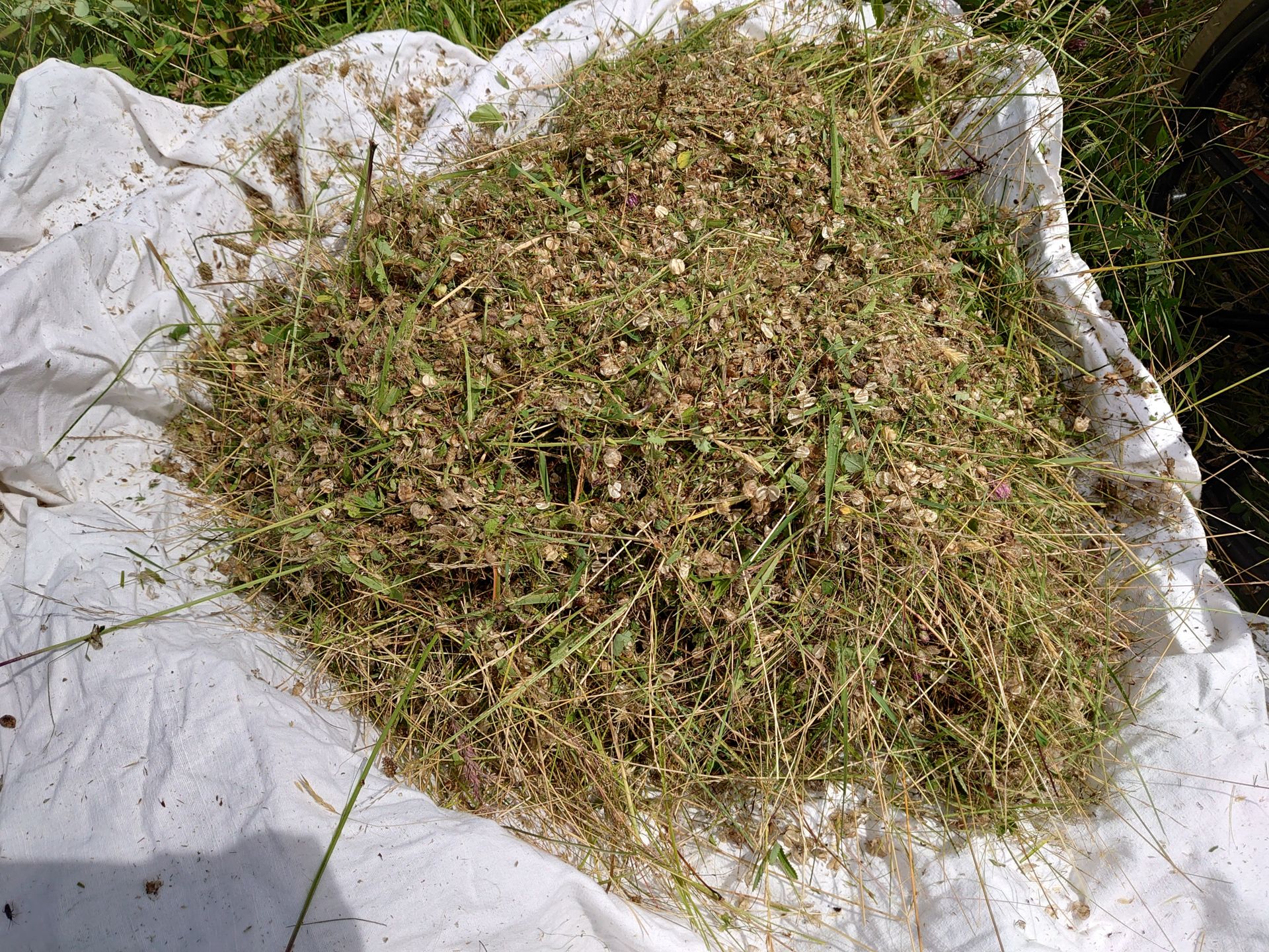 Autochthones Saatgut wird zur Artanreicherung verwendet.