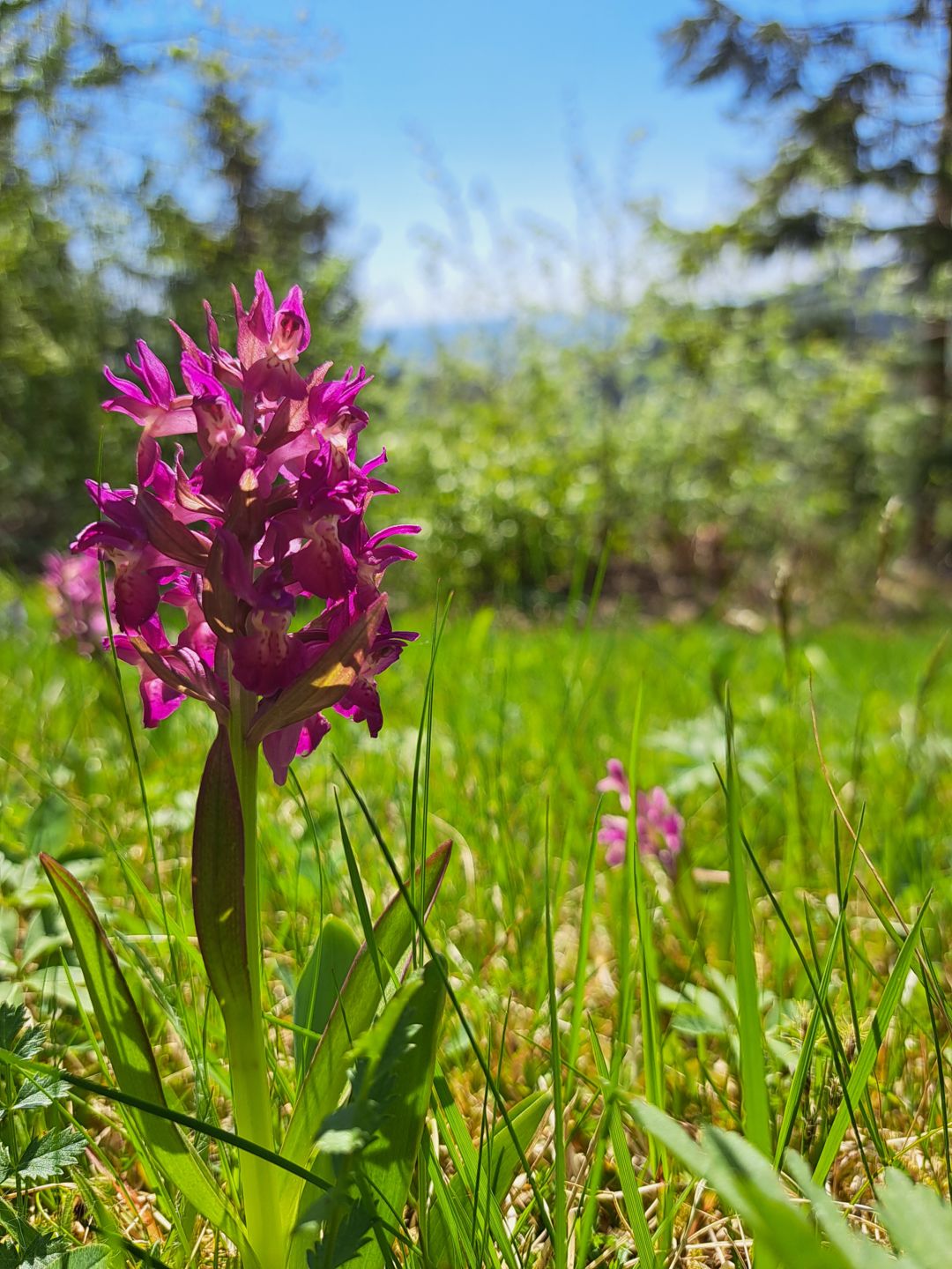 Durch Lebensraumverlust, v.a. Brache, Wiederbewaldung, zu intensiver Grünlandbewirtschaftung oder zu frühe Mahd, ist die Orchidee mittlerweile stark gefährdet.