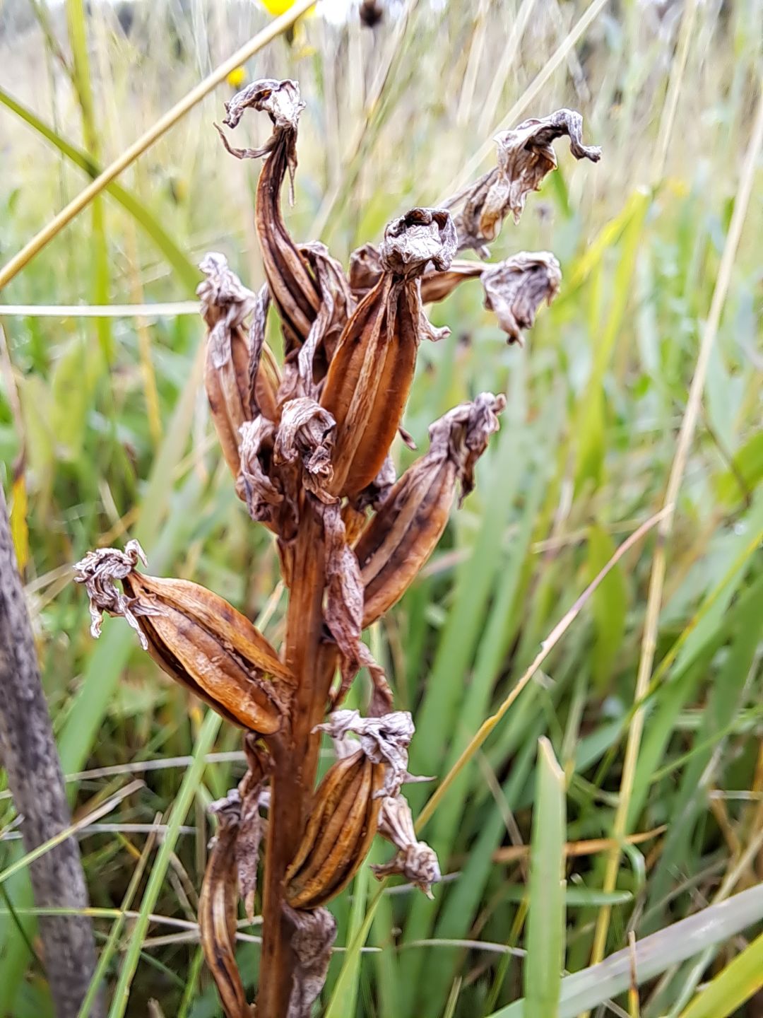 Die winzigen Samen reifen Anfang August in Kapseln heran. Eine späte Mahd ist daher für die Vermehrung essentiell.