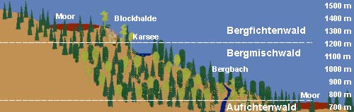 Die Baumarten-Vergesellschaftung im Bayerischen Wald